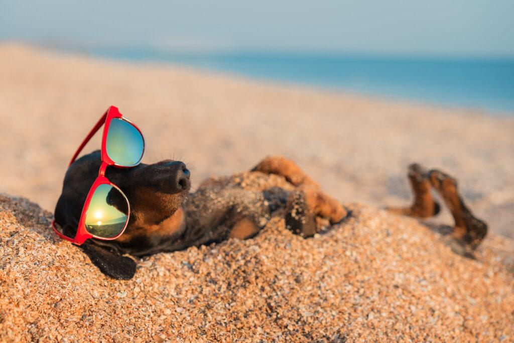 Süßer Dackel, schwarz und braun, liegt in den Sommerferien mit roter Sonnenbrille entspannt im Sand am Strand
