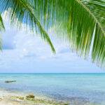 Schönes karibisches Meer und grüne Palmblätter