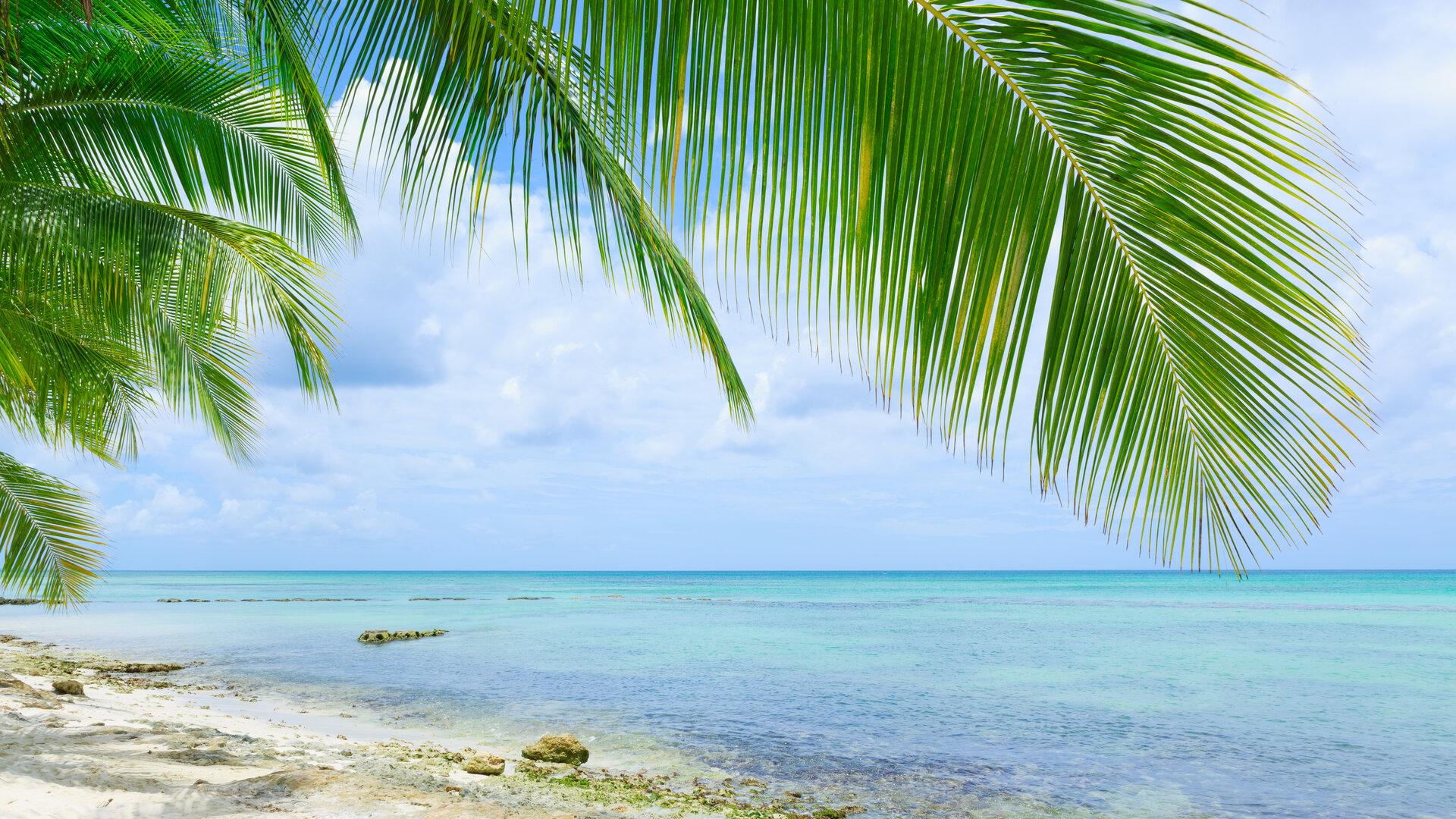 Schönes karibisches Meer und grüne Palmblätter